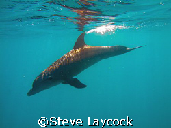 Dolphin breaking the surface with its fin by Steve Laycock 